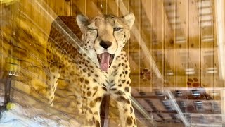 Cheetah Gerda has been in her house all day. Checking to see what's wrong. Magnetic storm?