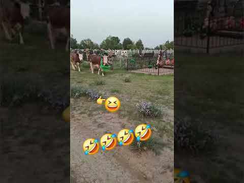 И смех и грех #shorts #юмор #смешныевидео #приколы #shortvideo #смех #funny #мемы