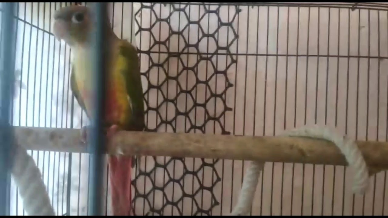 SOLD.!!! Super Tame Pineapple Conures Chicks Available (Pair) YouTube