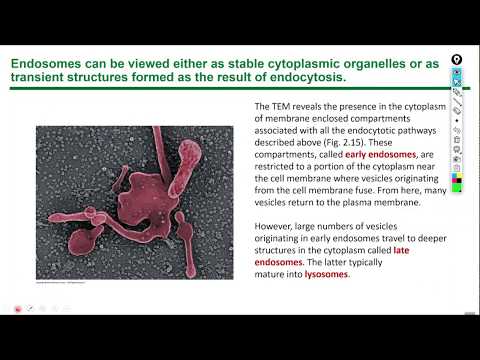 Histology lecture 1, chapter 2