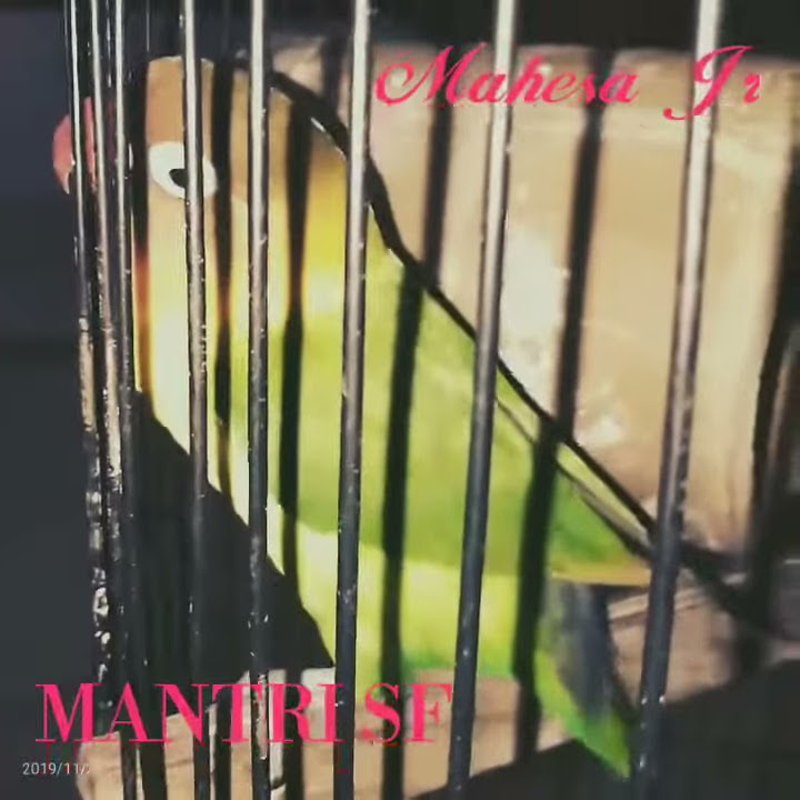 Masteran lovebird durasi hampir 1 menit