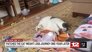 Patches the 40-pound viral cat weight loss journey one year later