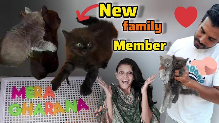 Video 11202811: cute persian cat family, brown persian cat