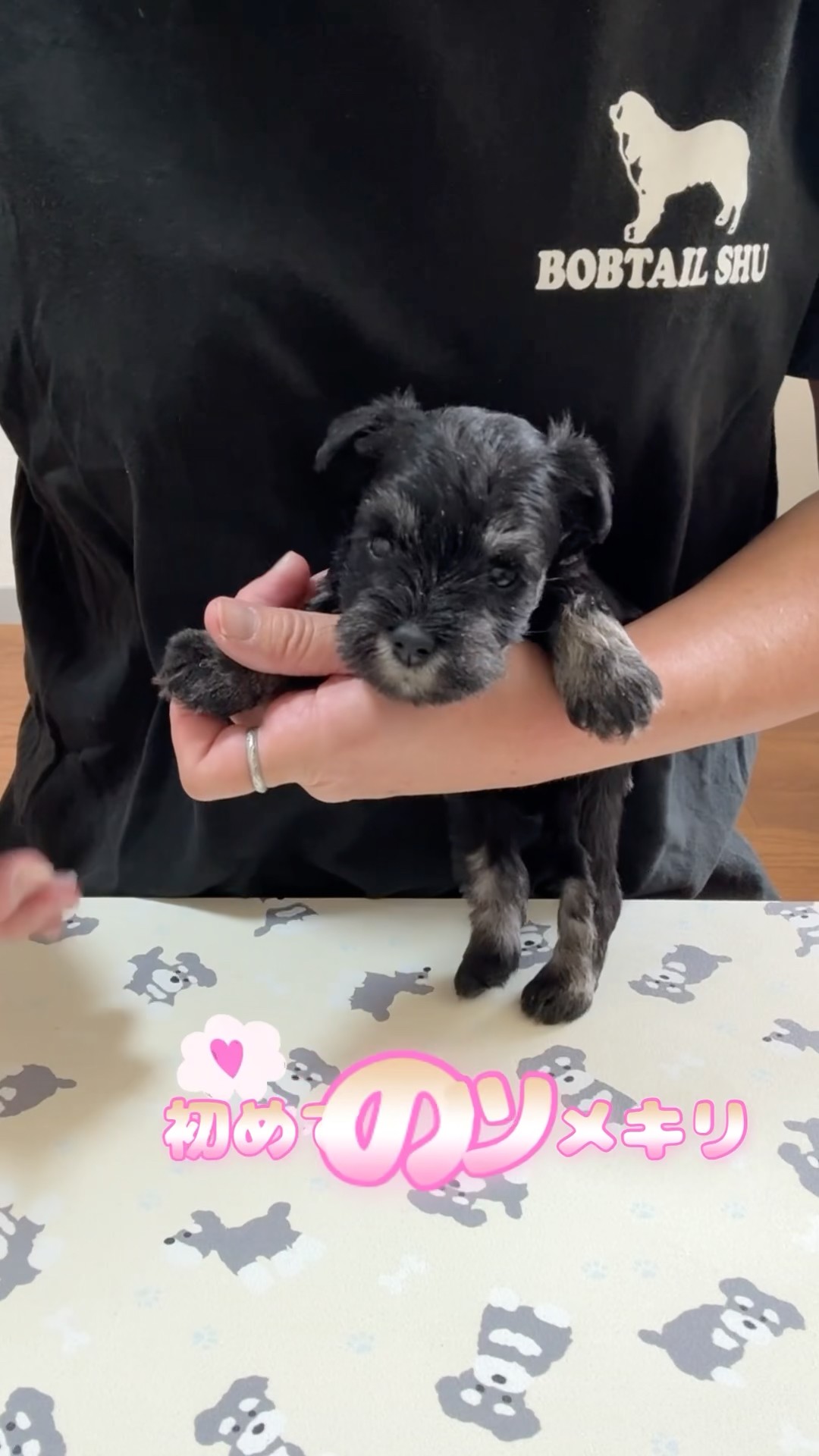 4/12生まれのおチビちゃん、初めてのツメ切りです〜 #shorts #puppy