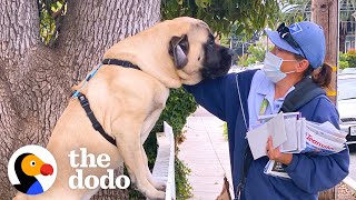 Dog Waits By The Door Every Morning So He Can Greet His Favorite Mailwoman | The Dodo