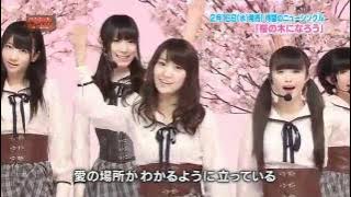 akb48   sakura no ki ni narou