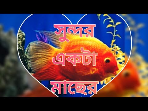 ভিডিও: আম্মানিয়া দৃষ্টিনন্দন - অ্যাকোয়ারিয়ামের জন্য একটি Godশ্বর্য