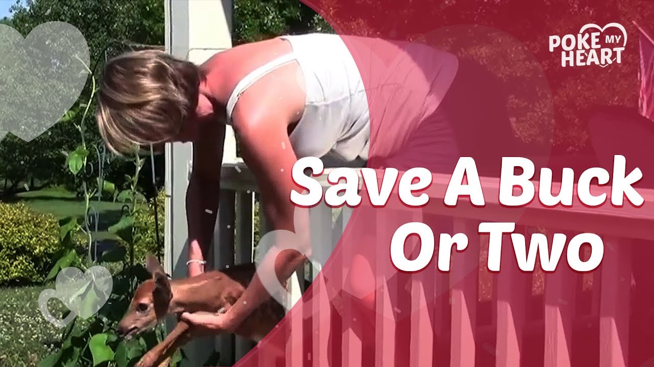 cute videos youtube Save A Buck Or Two