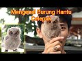 Burung Hantu Mini, Celepuk/Scoops Owl