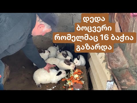 გმირი დედა ბოცვერი რომელმაც 16 ცალი ბაჭია გაზარდა