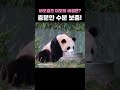 미녀들의 시크릿 비결🍎 #루이바오 #후이바오 #푸바오 #귀여운 #판다 #panda #fubao #ruibao #huibao #panda #everland #cute #해피엔딩푸