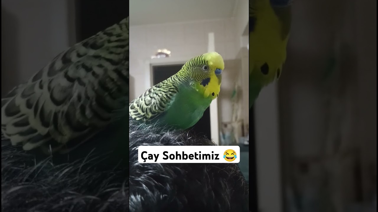 Sohbet #muhabbetkuşufıstık #muhabbetkuşu #muhabbetkuslari #birds #blackfacebudgie #kuslar #muhabbet