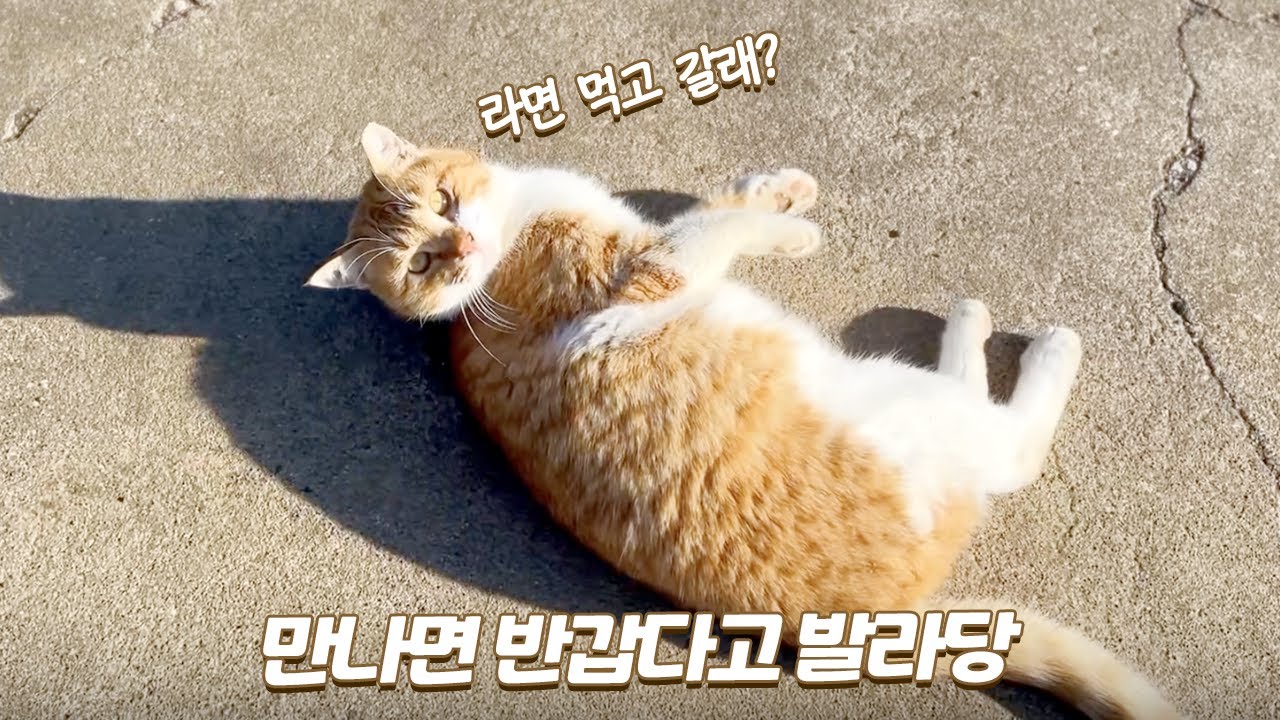 길에서 반갑다고 발라당 누워버리는 애교많은 길냥이 | 쫀니와 쪼꼬미들 | 🏝️베베집사 제주살이