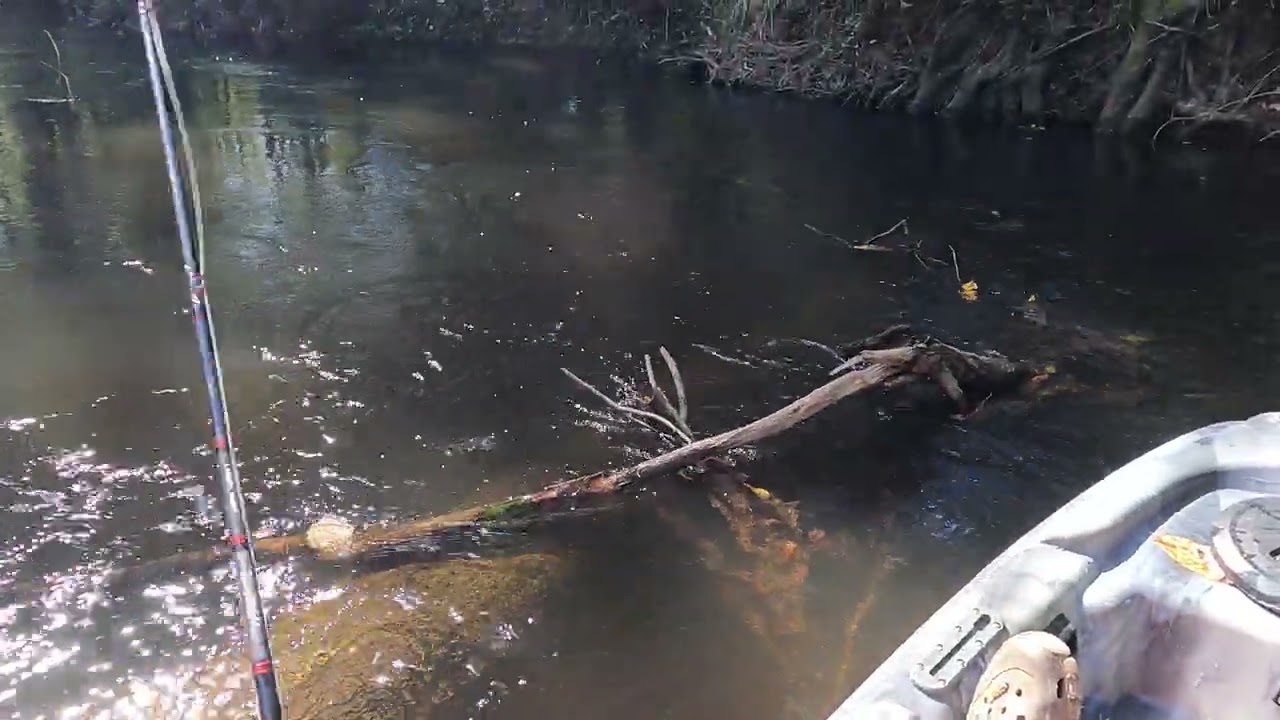 #bassfishing #2025reels #fishing #river #south carolina #kayak