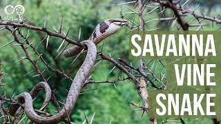 Savanna Vine Snake (Thelotornis capensis) | Herping South Africa