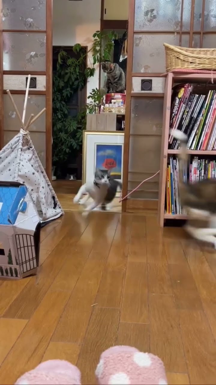 Très drôle le chat