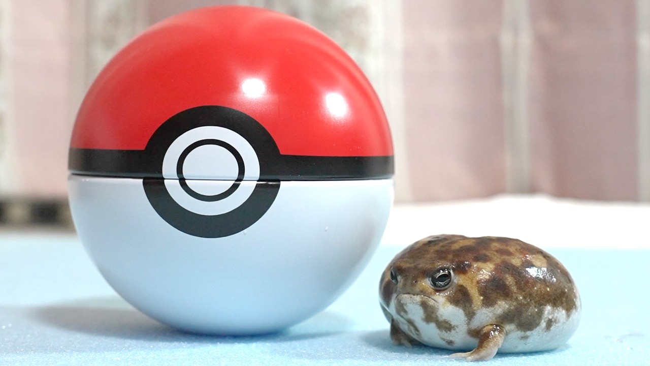 Relaxing time with cute Rain frogs😌