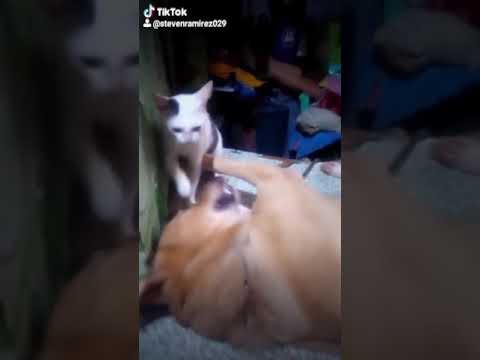 Video: Maligayang 'Paano Kung Ang Mga Aso At Mga Pusa Ay May Maaaring Salungatin Na Thumbs Day'