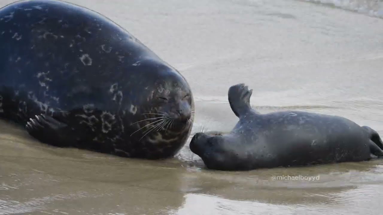 Cute Baby Seal Plays With Mom