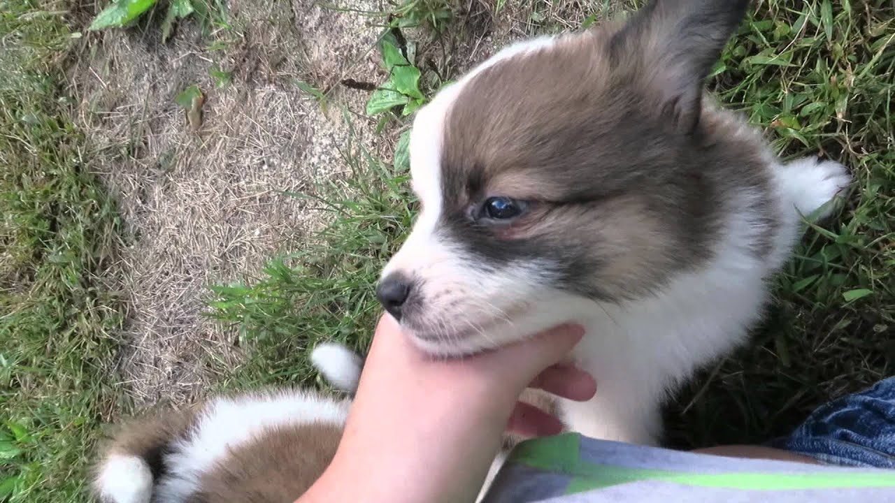 mini aussie pomeranian