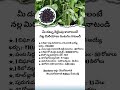 Black Pepper Farming: ₹6.85 Lakh Profit in Just 45 Days | Complete Guide | Business Ideas