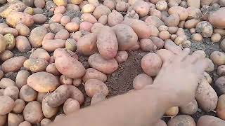 Сорта картоплі Данко, Лорет, Билина, Червона Рута / Врожай 2023