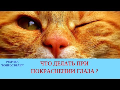 Видео: Красный глаз у кошек