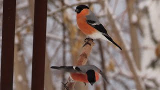 Птицы у кормушки.