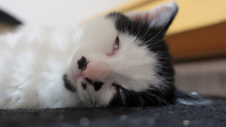 熟睡中の子猫の顔がとんでもないことになっていました…【保護子猫】