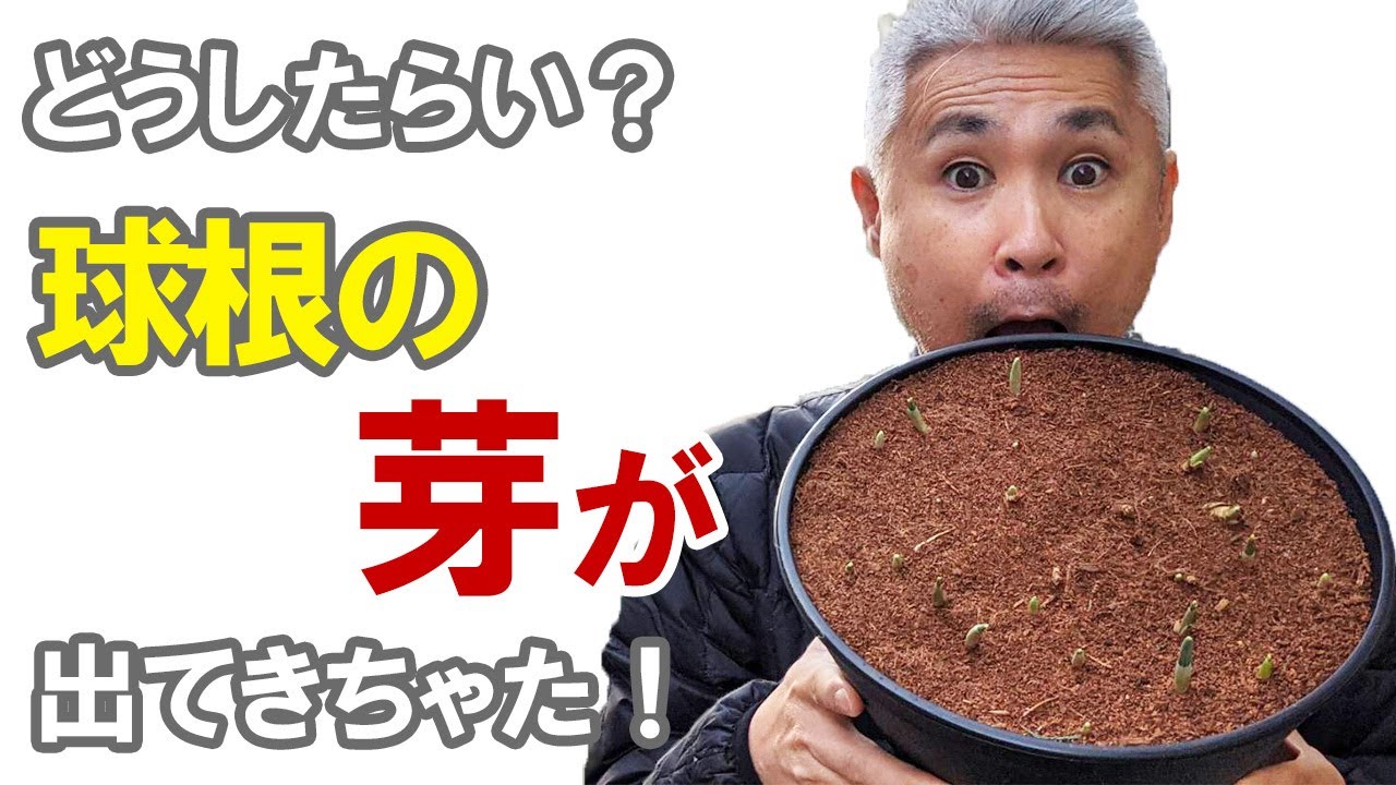 チューリップ 秋植え球根 の芽が出てきちゃったけど大丈夫 Youtube