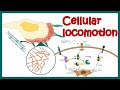Locomotion Cellulaire Motilité Cellulaire Migration Cellulaire Signalisation Rho Rac Cdc42 mp3