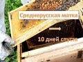 Среднерусские матки. 10 дней после подсадки новой матки.