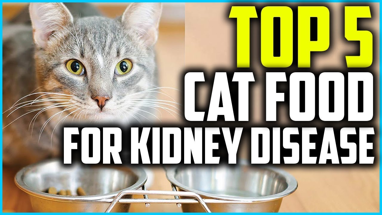 Top 5 Best Cat Food For Kidney Disease Of 2023 YouTube Top 5 Best Cat Food For Kidney Disease Of 2023 YouTube