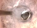 birdcam_2010-04-10_13-32-34.avi