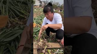 Garlic Plantation Trending Ytshorts Asmrchina 