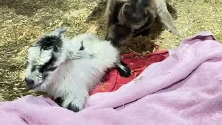 Poop Deck’s new born buckling! #cute #baby #pygmygoat #goat #farming #beautiful #life