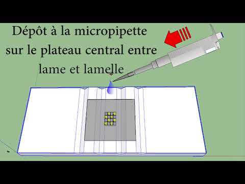 Vidéo: Caractéristiques Phénotypiques Des Feuilles De Cellules Souches Mésenchymateuses Fabriquées Par Une Plaque De Culture Cellulaire Sensible à La Température: Caractéristiques Structu