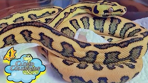 Feeding My Snake Collection. First time Feeding my New Carpet Python