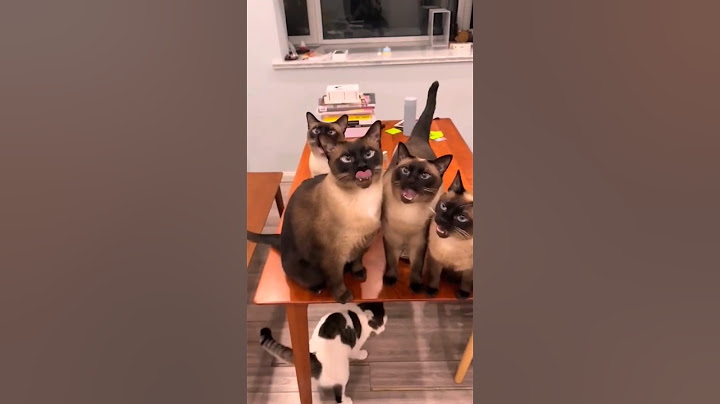Top 5 cats Video 🥰❤️ 2024 #funnymoments #funnyshorts #trend #top5