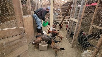 Los2 snow lawm peb mus saib qai seb zoo li Cas lawm