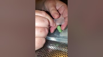 How I move a Monarch chrysalis to relocate it