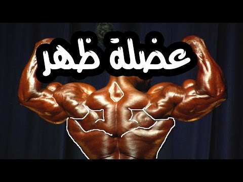 تمارين الظهر العلوي والاوسط +الظهر السفلي ( القطنية ) كمال الاجسام