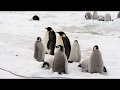 A visit with the Emperor Penguins of Snow Hill Island