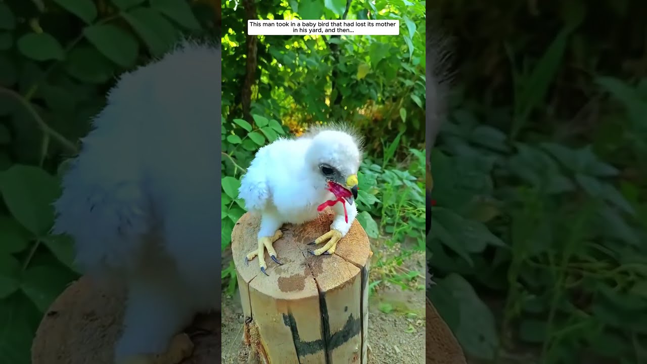 He Saved A Baby Bird Eagle Animals Wildlife Rescue Love