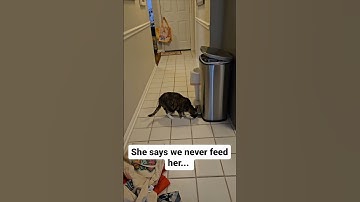 Thumbnail of Roxie Digging Through the Trash 😂