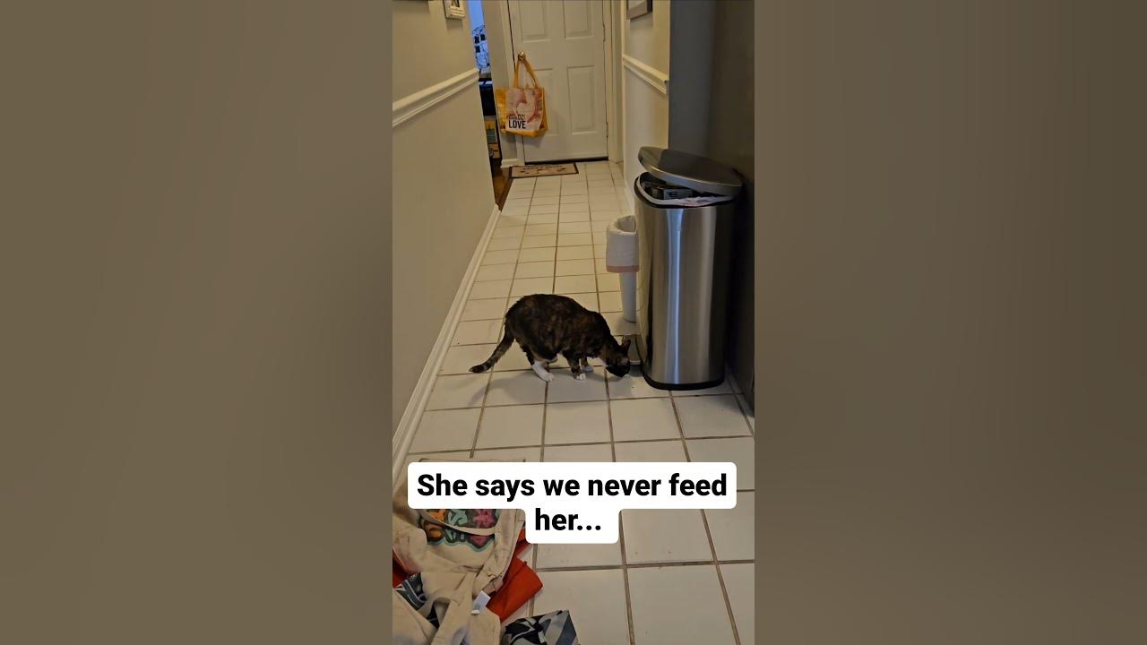 Roxie Digging Through the Trash 😂