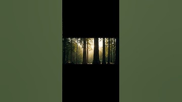 Prompt Lab 11 Veo 3 camera movement. Transition in nature shot (Prompt Reveal!) #veo3