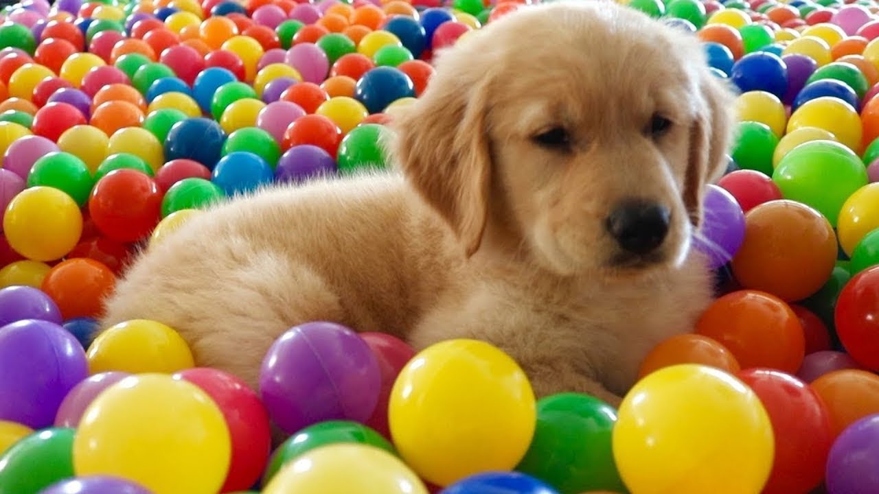 Sevimli Yavru Köpekler Oynat Bakalım YouTube
