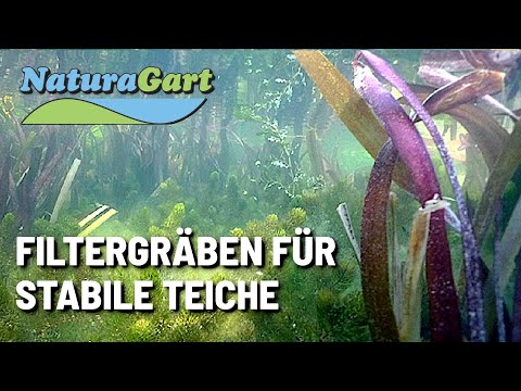 43+ Teich Biologie, Ein gartenteich stellt ein in der regel