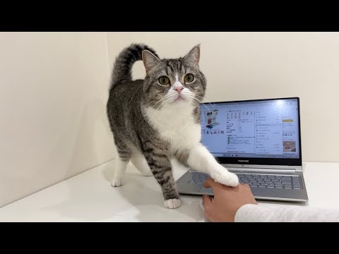 ネットでおやつを見てたらおねだりしてくる猫がかわいすぎました笑